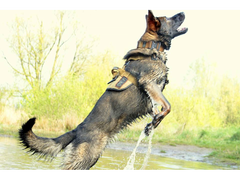 K9 Thorn orma Delta, brown coyote