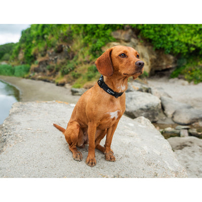 Mountain Paws ogrlica za pse, crna