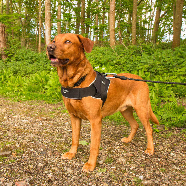 Mountain Paws srednji postroj za psa