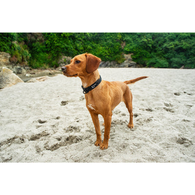 Mountain Paws ogrlica za pse, crna