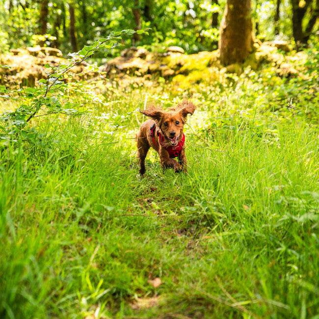 Mountain Paws Dog Harness podstavljeni postroj za pse, crveni, mali
