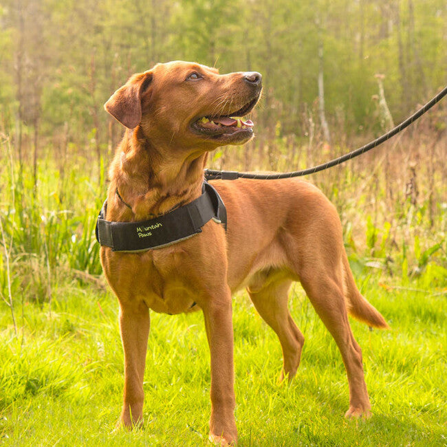 Mountain Paws postroj za psa veliki