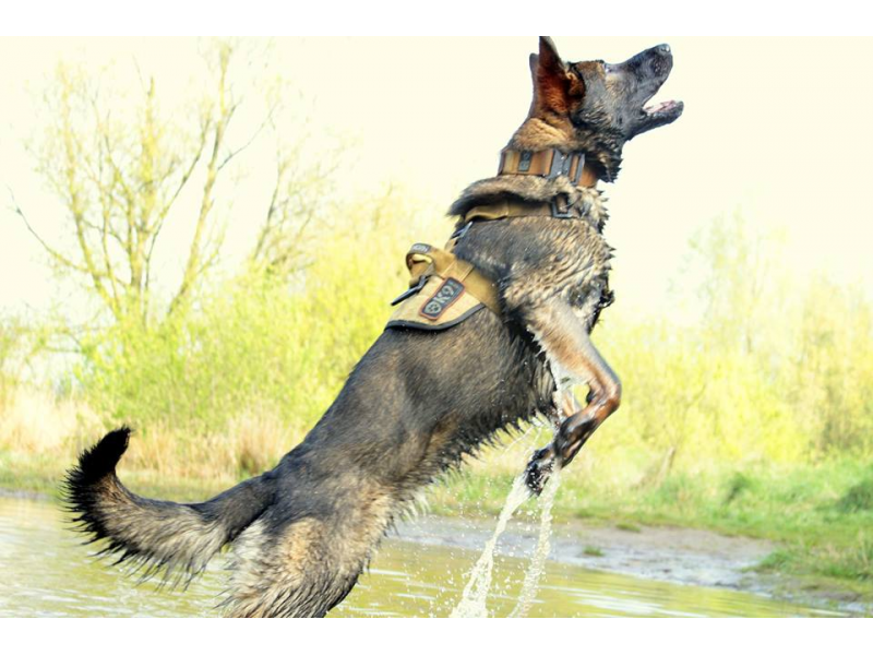 K9 Thorn orma Delta, brown coyote