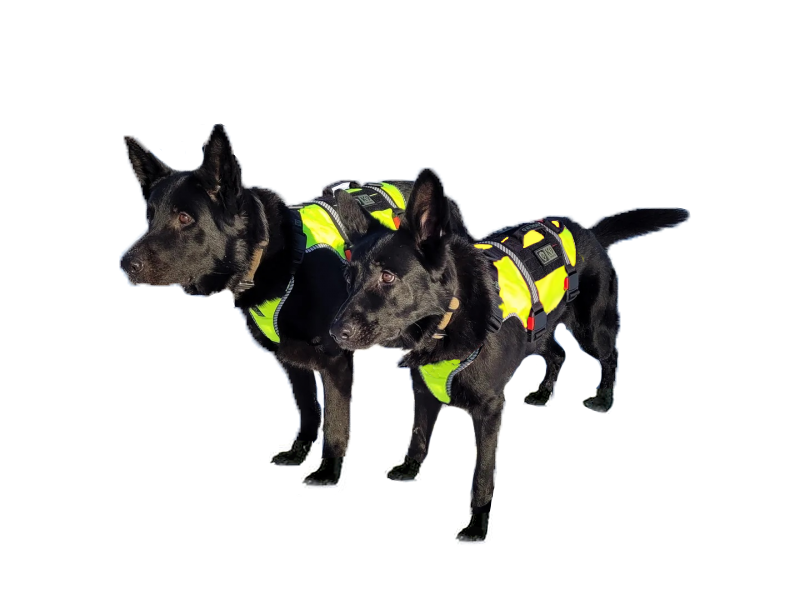K9 Thorn orma ONE
